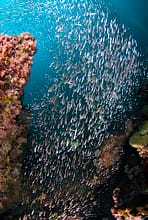 Vibrant marine life in the Similans, Thailand - photo courtesy of Scubazoo