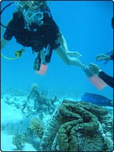 Thailand’s Giant Clam Calamity