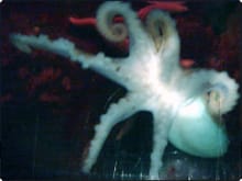 Henry Hexapus - Imagine diving with an octopus like this