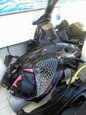 The eagle ray killed by a divemaster in Taiwan