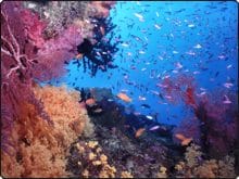 Soft coral scene - photo courtesy of Mike Greenfelder