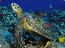 Hawksbill turtle