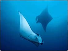 Manta rays are found at Koh Bon and Koh Tachai in Thailand