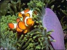 Clownfish at Anemone Reef, Phuket, Thailand