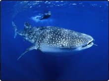 Dive with whale sharks in the Red Sea