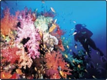 Dive the Sinai Peninsula, Ras Mohammed, Red Sea - photo copyright of Egypt Tourism [photographer: CHICUREL Arnaud/hemis.fr]