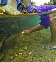 New discoveries in Ambon and Raja Ampat