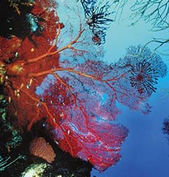 Ultimate Fiji Day Trips: Shark Reef and Beqa Lagoon
