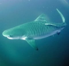 South Africa’s Ultimate Shark Diving Adventure!