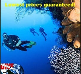 Why should you partner with Dive The World?