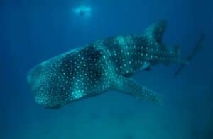 Whale shark in the Philippines