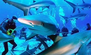 Cuba is famed for its thriving shark population