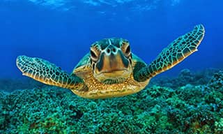 Hawksbill Turtle