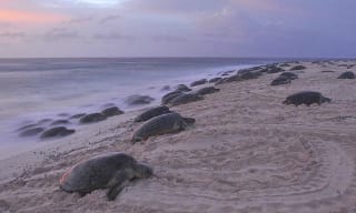 rain-island-green-turtles_image-courtesy-of-andrew-dustan