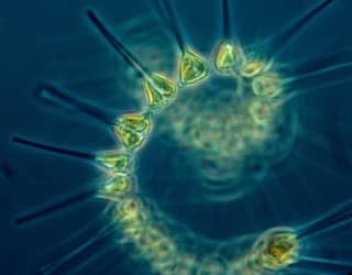 Healthy Oceans, Healthy Planet