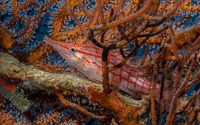 Beyond the Blue: Exploring Egypt’s Hidden and Iconic Dive Sites