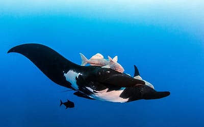 Uncharted Diving Secrets of Mexico’s Underwater Kingdom