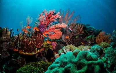 The Great Barrier Reef – Cairns is Just the Start
