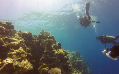 Ready to dive into a paradise? Palau’s incredible marine life awaits!