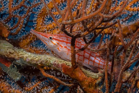Beyond the Blue: Exploring Egypt’s Hidden and Iconic Dive Sites