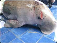 Dugong Carcass - © PhuketGazette.com