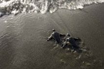 leatherback hatchlings
