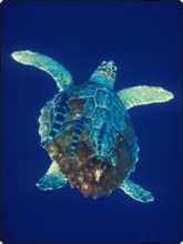 A green turtle in the waters off Phuket